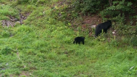 Mother black bear with cub, looking for food in the Canadian rainforest 92 Stock Footage 231712436
