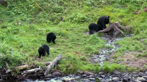 Mother black bear with three cubs, feeding in the Canadian rainforest 58s 動画素材 231712502