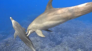 Mother bottlenose dolphin plays with baby in the sea undwerwater Stock Footage