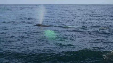 Mother Breaching Surface of the Ocean 4K Stock-Footage 163355705