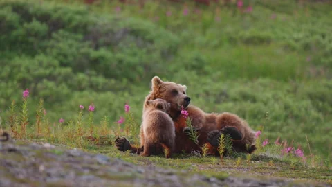 A mother brown bear laying on her back as her cub plays with her Stock Footage 345816264