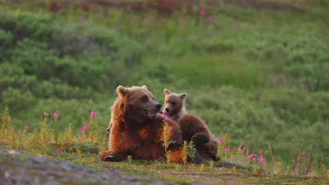 A mother brown bear laying on her back as her cub plays with her Stock Footage 345818059
