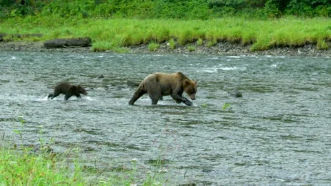 A mother brown bear leads her two cubs a... | Stock Video | Pond5