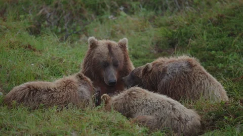 A mother brown bear nursing her 3 cubs in Katmai, Alaska Stock Footage 345817095