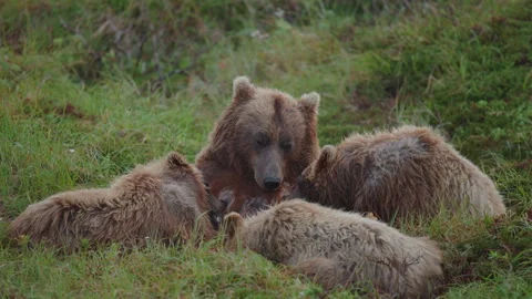 A mother brown bear nursing her three cubs in Katmai, Alaska Stock Footage 345817388