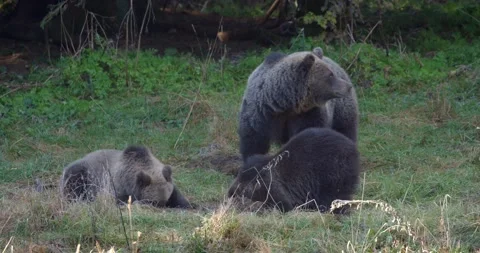 Mother brown bear with two cubs from mountains of Croatia Stock Footage 149961373