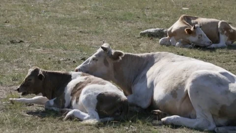 Mother with calf Stock Footage 79867907