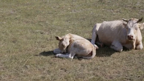 Mother with calf Video stock 79867944