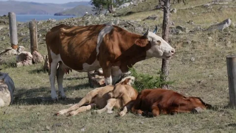 Mother with calf Video stock 79868170