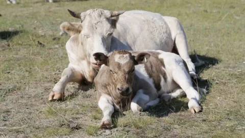Mother with calf Video stock 79868231