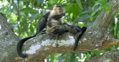 Mother capuchin monkey with his babe in grooming session, white faced Stock Footage 162813430