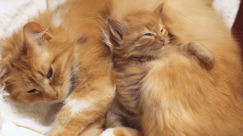 Mother Cat and her kitten are sleeping together. 4K. Stock Footage 129463576