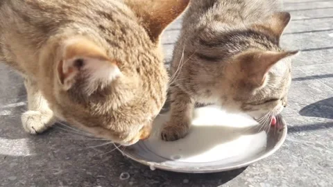 Mother Cat and Kitten Drinking Milk Together From a Plate – Cute Animal Bonding  Video stock 325164860