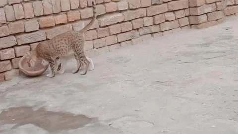 Mother Cat and Kitten Taking a Slow Peaceful Walk Stock Footage 346503747