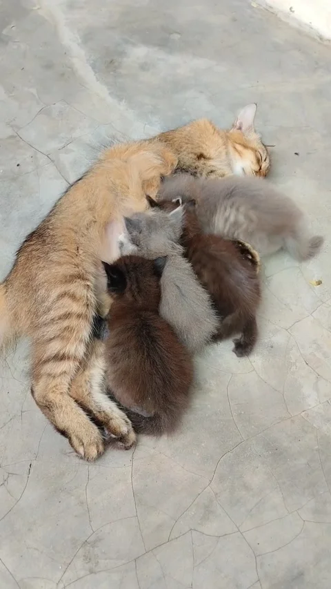 Mother cat and kittens Stock Footage 290854678