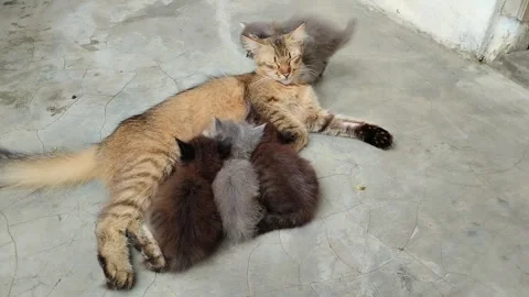 Mother cat and kittens Stock Footage 290854768