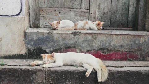 A mother cat and two kittens resting peacefully by the wooden door outdoors Stock Footage 258657985