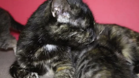 A mother cat bites a kitten to clean fleas off her kitten Stock Footage 307641249
