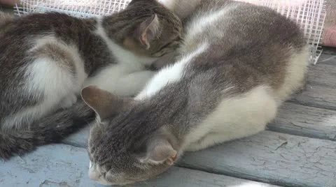 A mother cat feeding his son Stock Footage