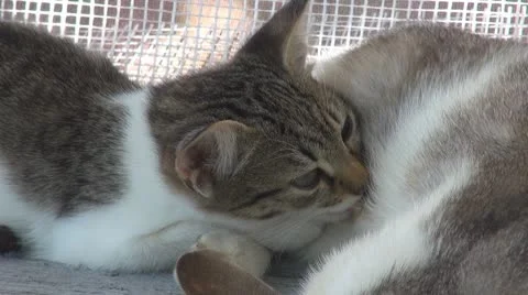 A mother cat feeding his son Stock Footage