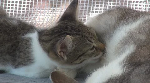 A mother cat feeding his son Stock Footage