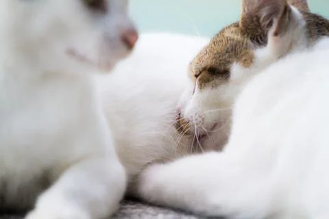 Mother cat feeding kitten Stock Photos