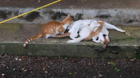 Mother Cat Feeding Kittens While Ginger Cat Affectionately Licks Her Head Stock Footage 314955948