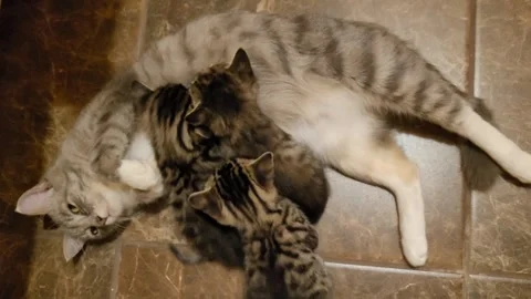 Mother cat feeds kittens Video stock 259152536