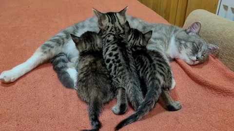 Mother cat feeds kittens Stock Footage 259714154