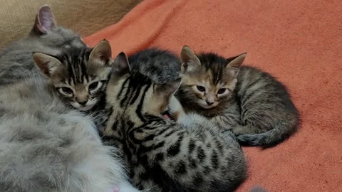 Mother cat feeds kittens Stock Footage 259714196