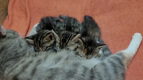Mother cat feeds kittens Stock-Footage 259714213