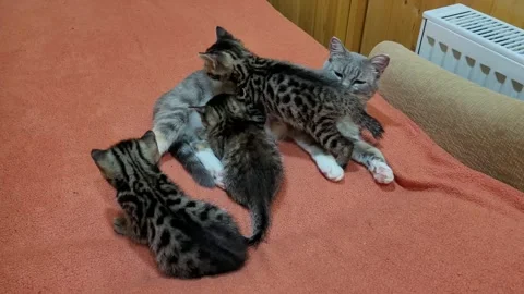 Mother cat feeds kittens Video stock 259717465