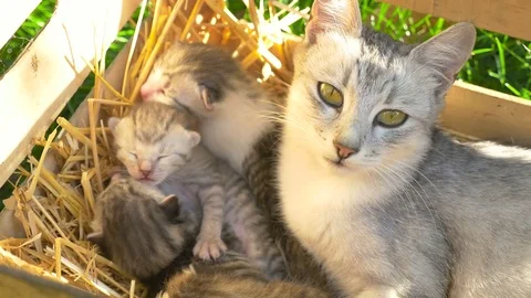 A mother cat guards her sleeping kittens Stock Footage 71107340