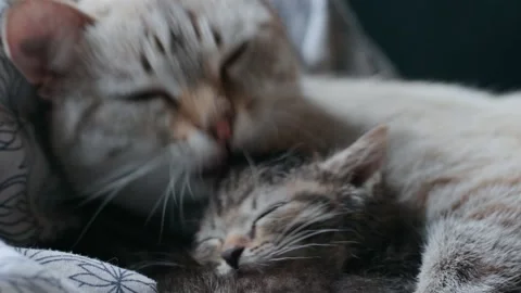Mother cat with her kitten Stock Footage 167347635