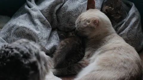Mother cat with her kittens Stock Footage 167330077
