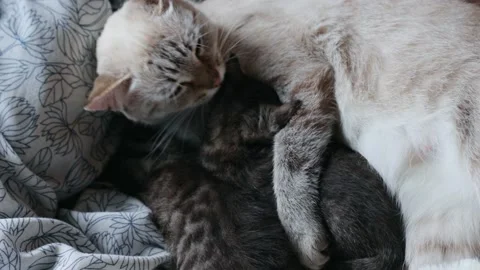 Mother cat with her kittens 库存影片 167347643