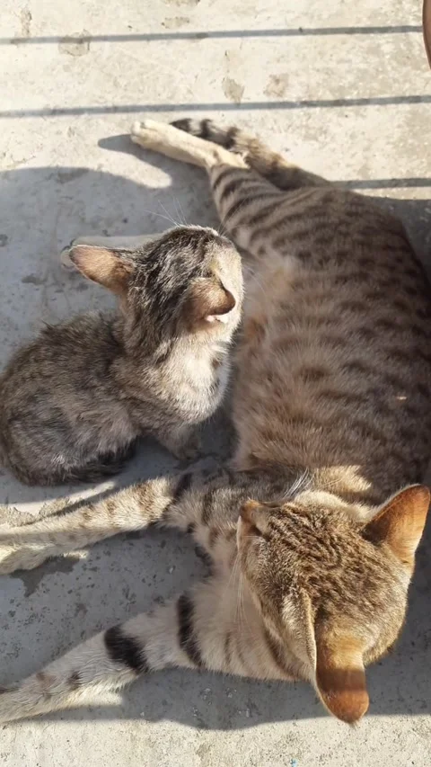 Mother Cat &amp; Kitten Blissfully Soaking Up Sunlight | Adorable Cat Moments Video stock 325420311