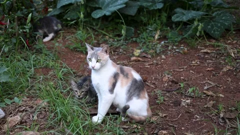 Mother Cat With Kitten in Vegetable Garden Stock Footage 342808962
