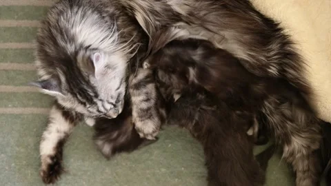 Mother cat with kittens. Vídeo Stock 274982086