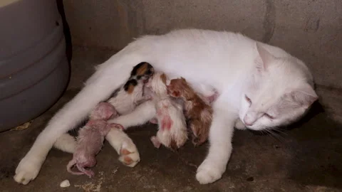 A mother cat lies down with her four just-born kittens. Vídeos de archivo 314840641