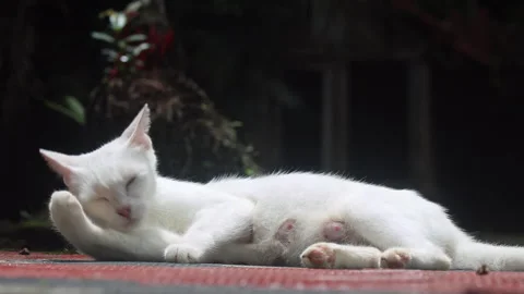 Mother cat lying on the floor outside under the warm sunlight, grooming. Stock Footage 279745333