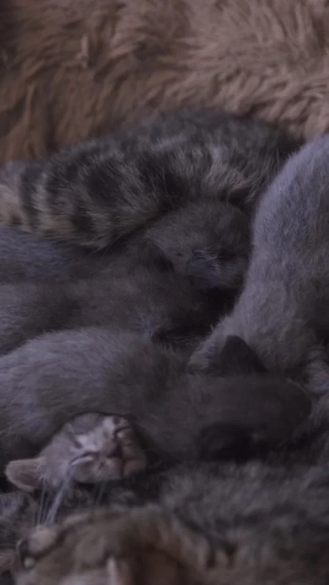 Mother cat nursing and caring for newborn kittens Stock Footage 336997917