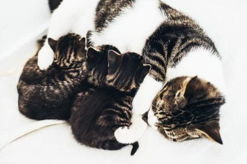 Mother cat nursing her babies Stock Photos