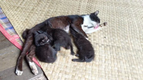 Mother cat nursing her kittens Stock Footage 204886027