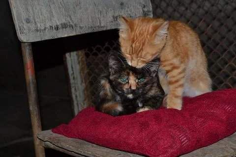 Mother cat Stock Photos