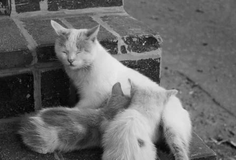 A mother cat Stock Photos