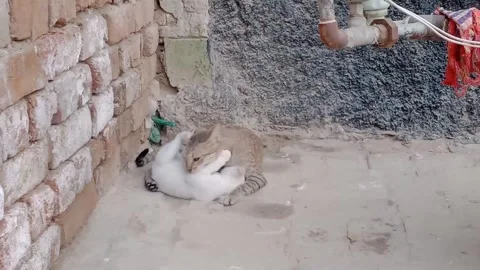 Mother Cat Playfully Playing with Her Baby Kitten Stock Footage 346805793