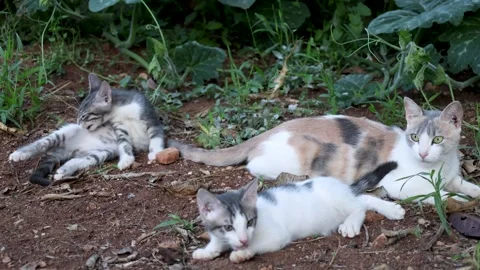 Mother Cat Resting With Two Kittens in Garden Stock Footage 342809494