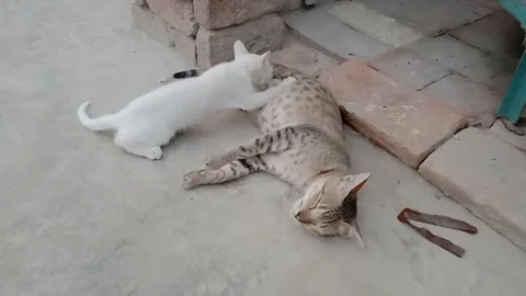 Mother Cat Resting While Her Kitten Drinks Milk Stock Footage 346503778