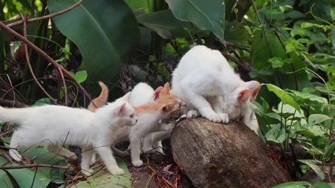 Mother cat scratching on a rock while kittens watch curiously Stock Footage 315296765